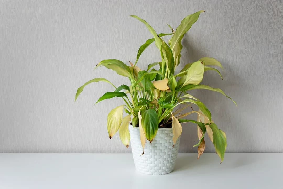 Why Is My Plant Drooping: Causes and How to Fix