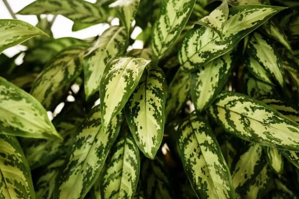 Dumbcane