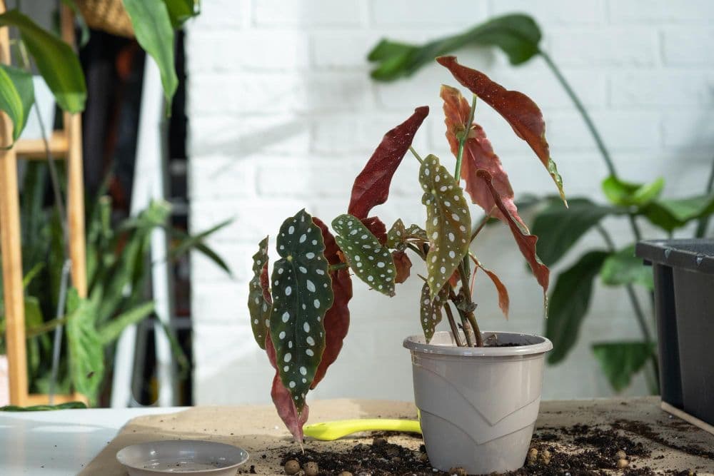 Begonia maculata plant in pot