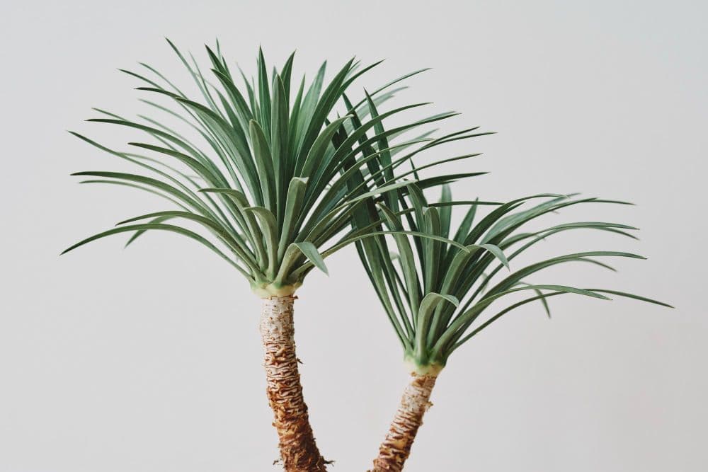 Corn plant