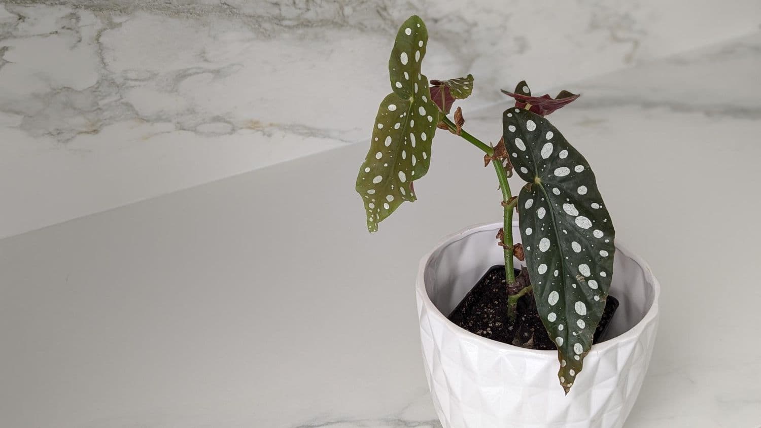 Cane begonia