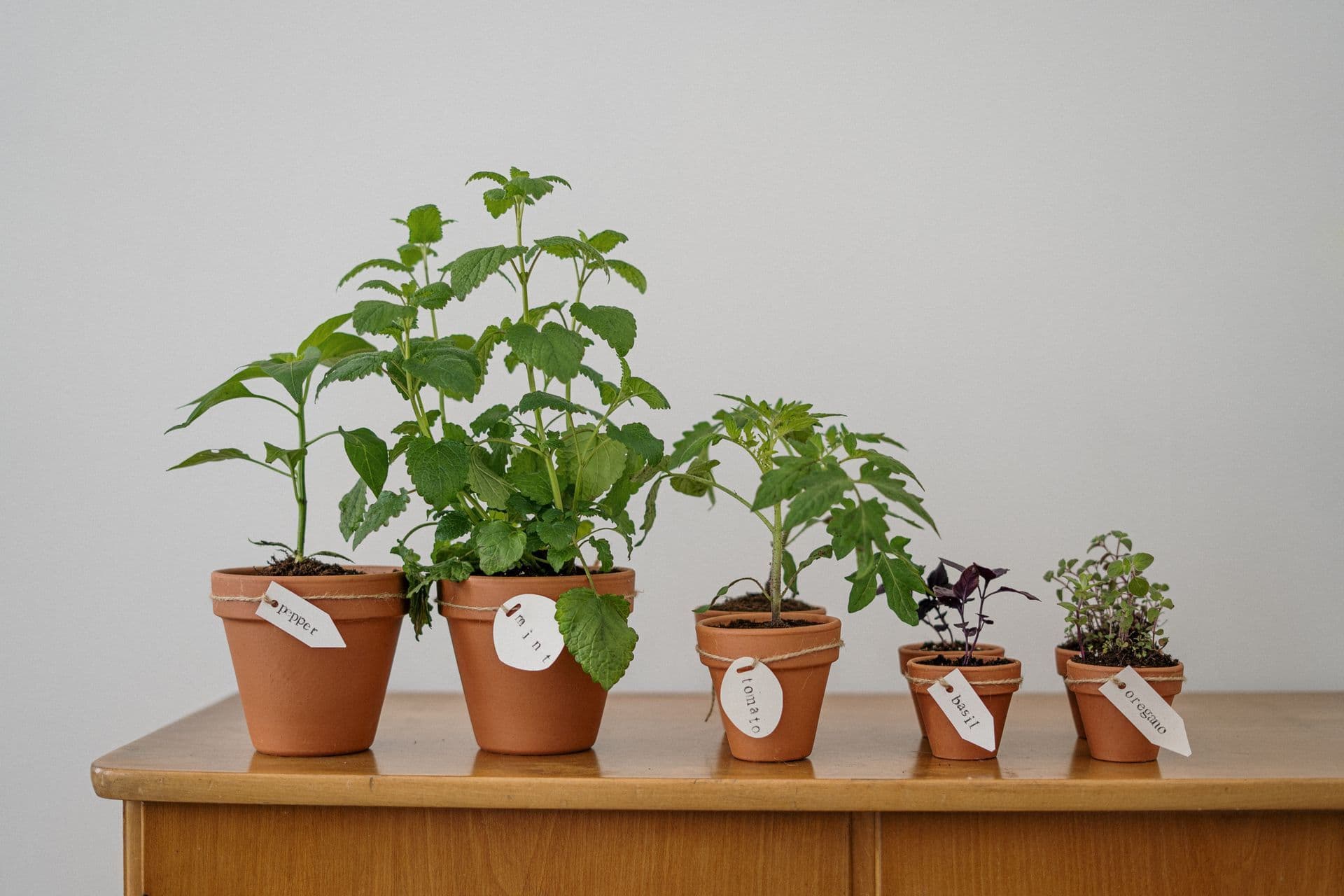 Plant Pot Sizes: How to Choose the Right Plant Container