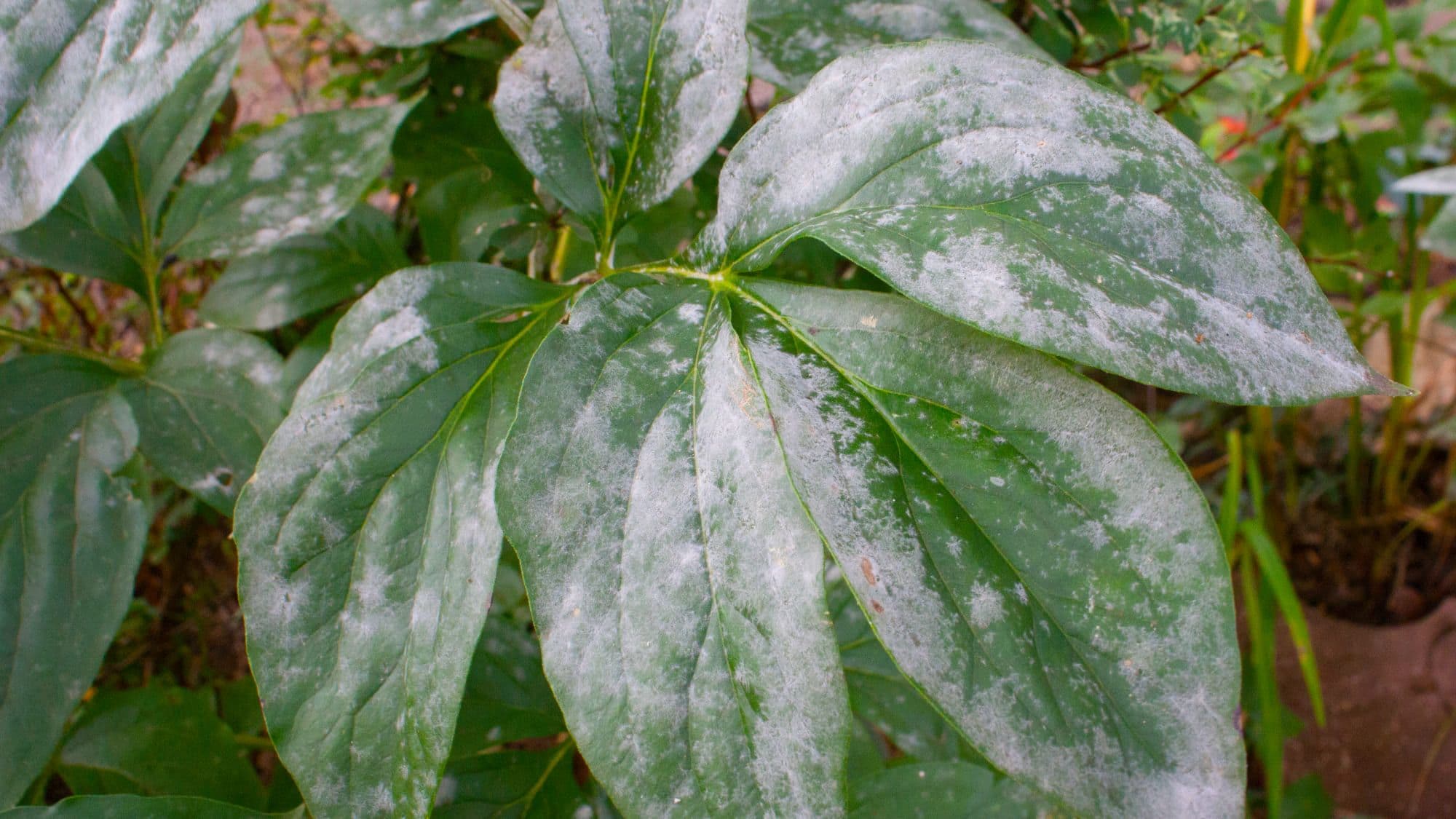 Powdery Mildew on Peonies: How to Rescue Your Flowers