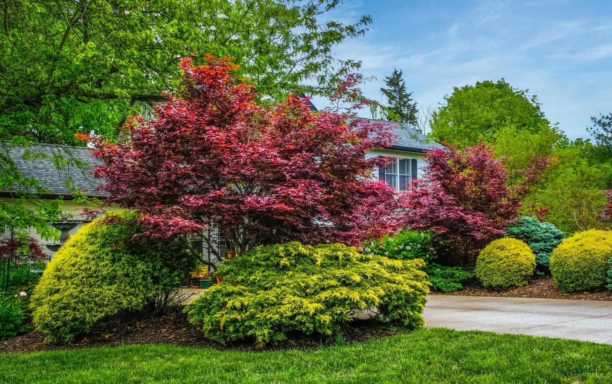 13 Best Front Yard Trees for Every Home and Yard