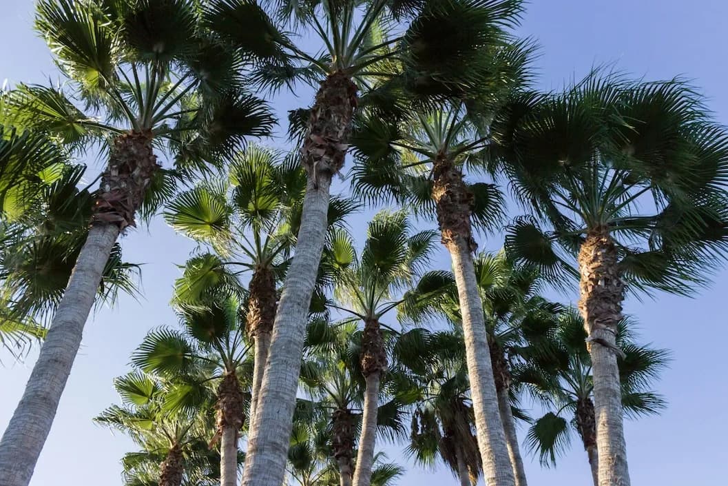 Palms Identifier