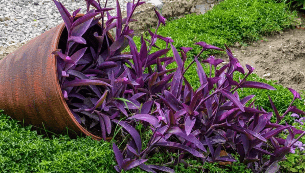 Purple Heart (Tradescantia pallida) plant