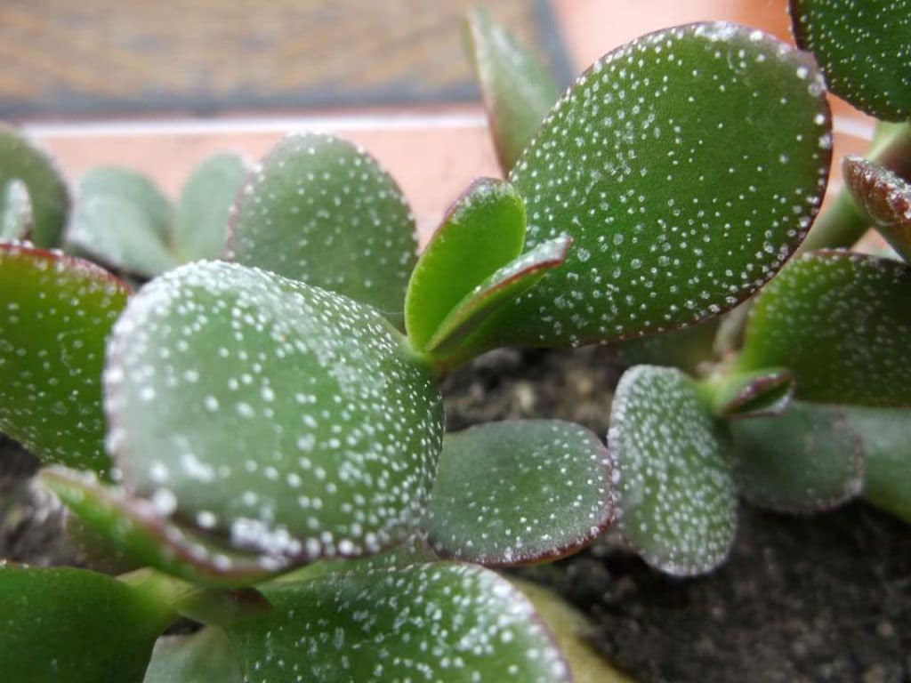 How to Get Rid of Powdery Mildew on the Jade Plant