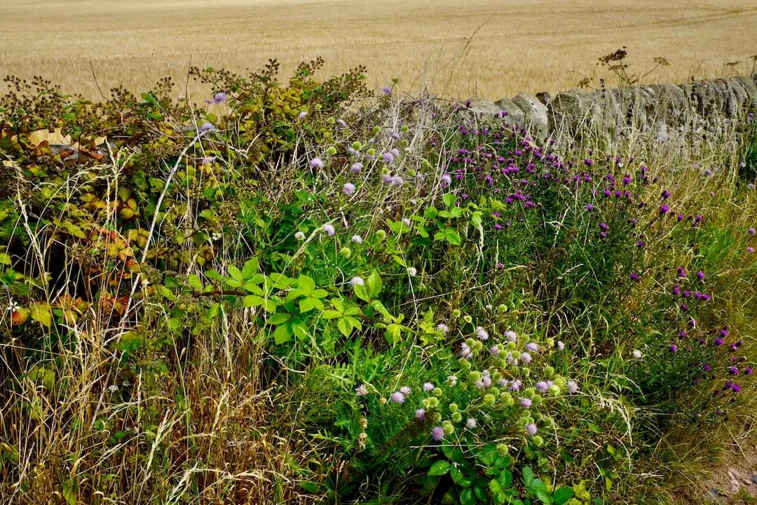 Weeds Identifier