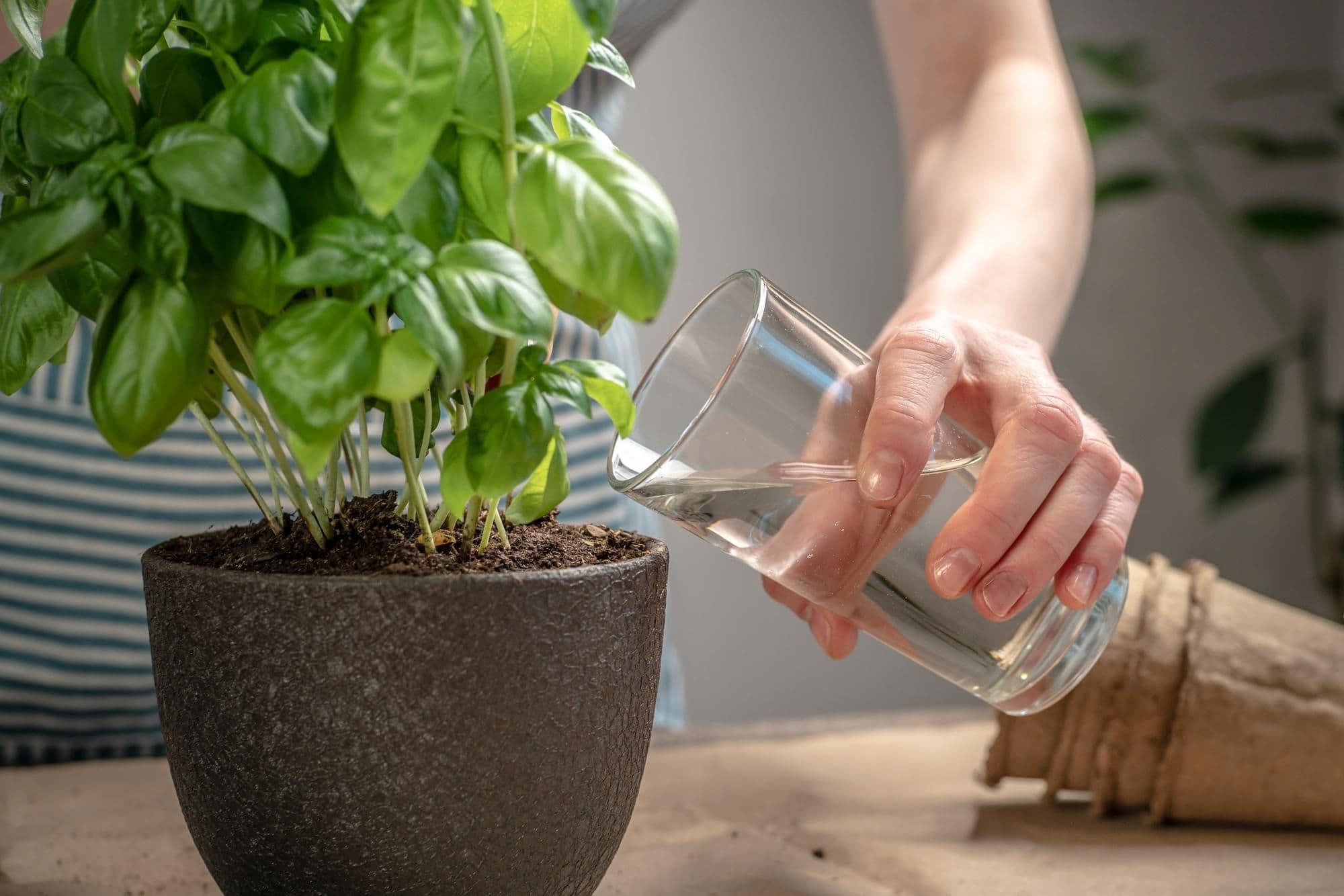 Best Water for Plants – How to Choose the Right Type
