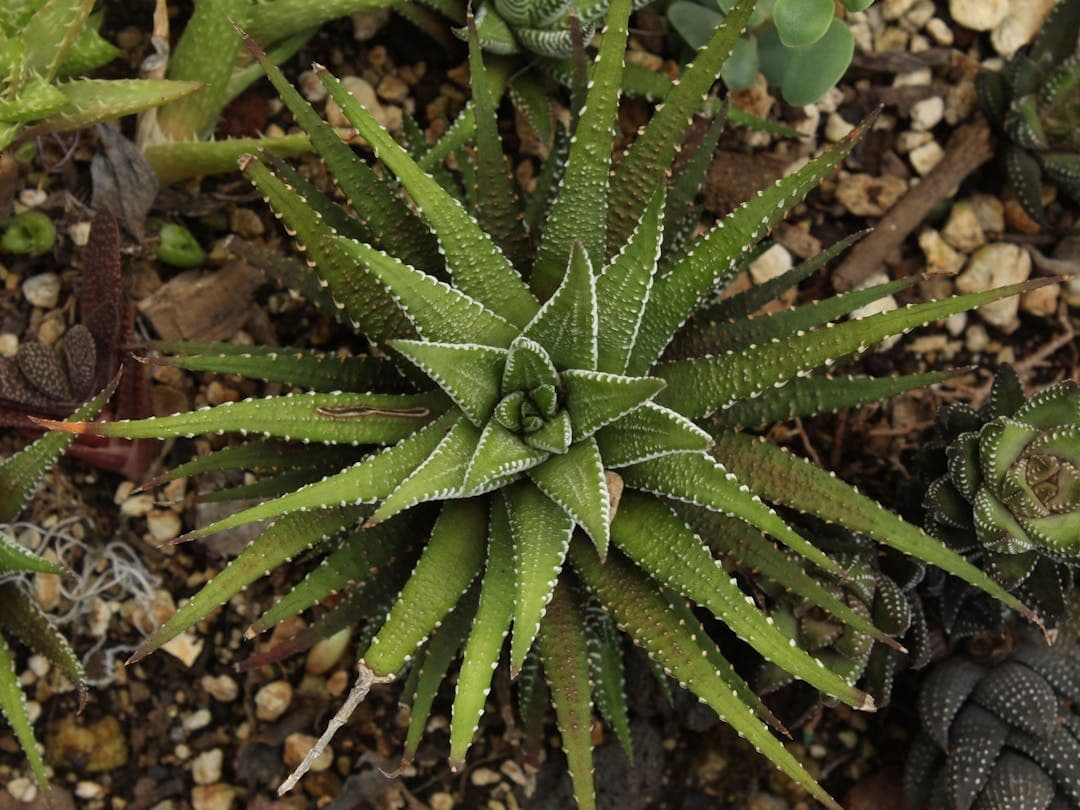 Fasciated haworthia (Haworthiopsis fasciata) plant