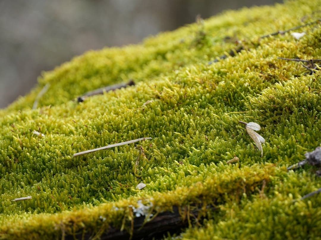 Mosses Identifier
