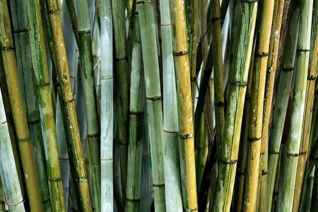 Bamboo Identifier