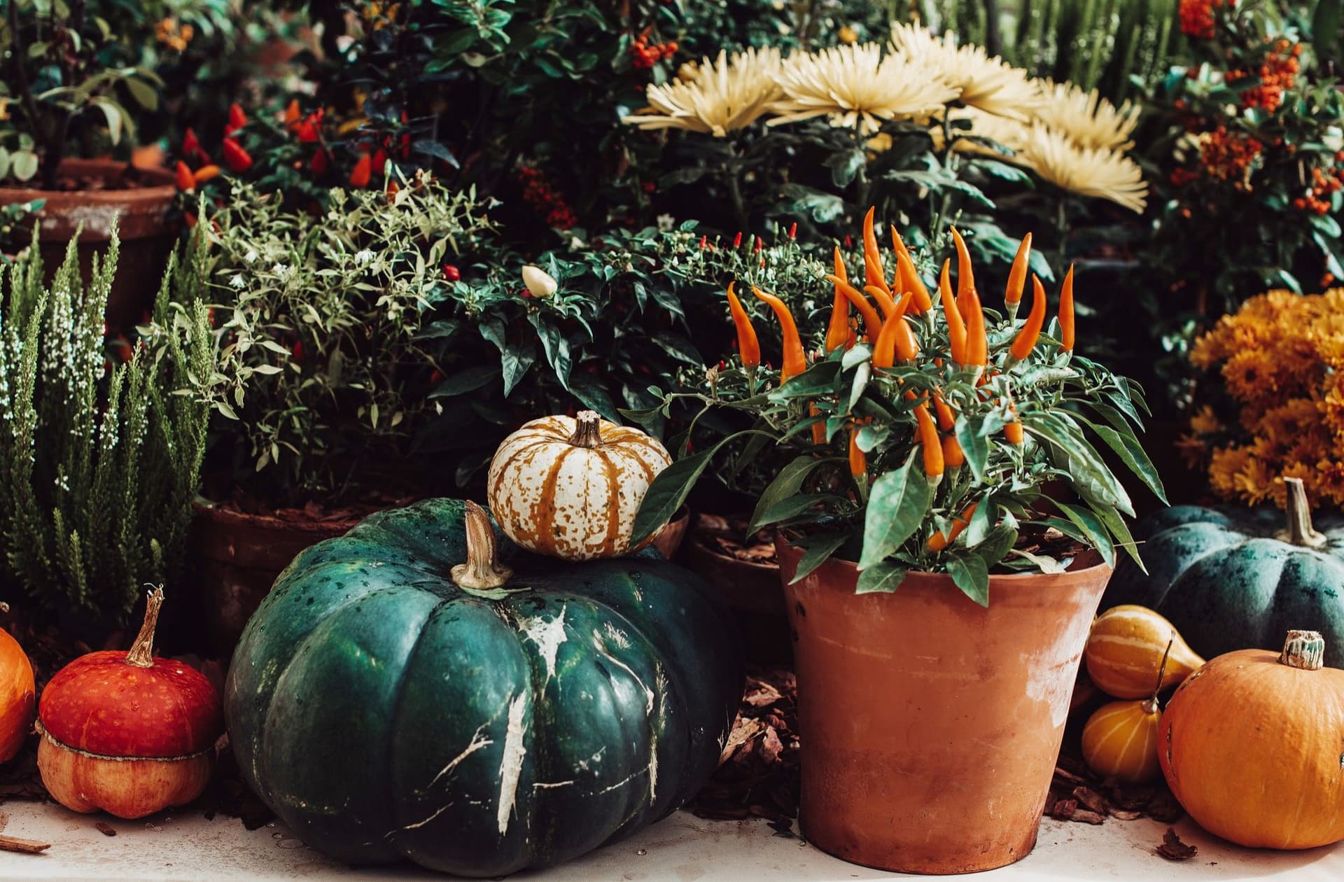 15 Best Scary Halloween Plants and Fungi for a Spooky Garden