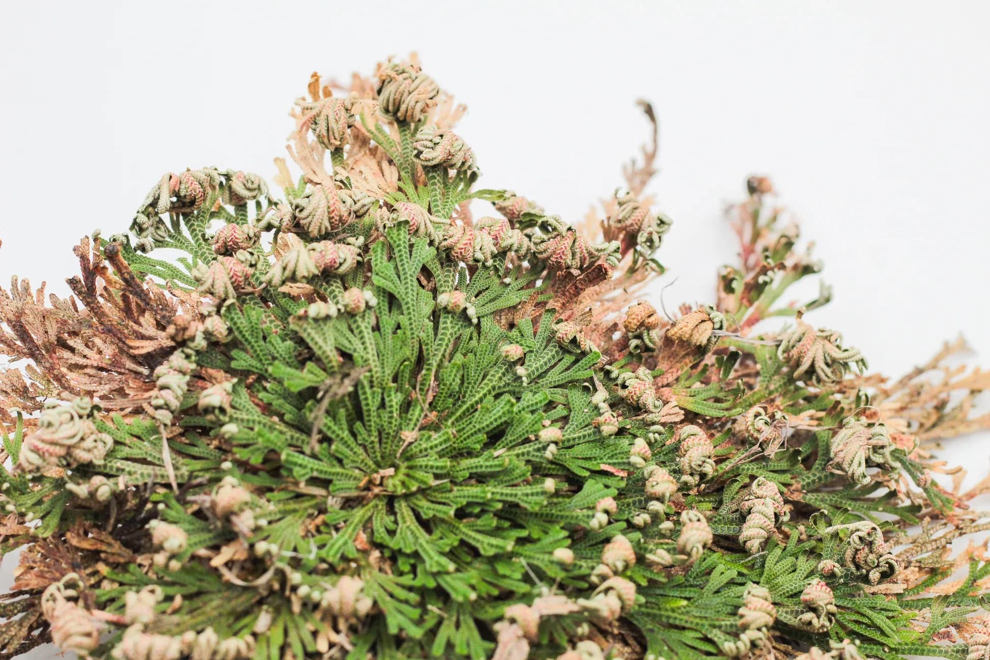 Selaginella lepidophylla