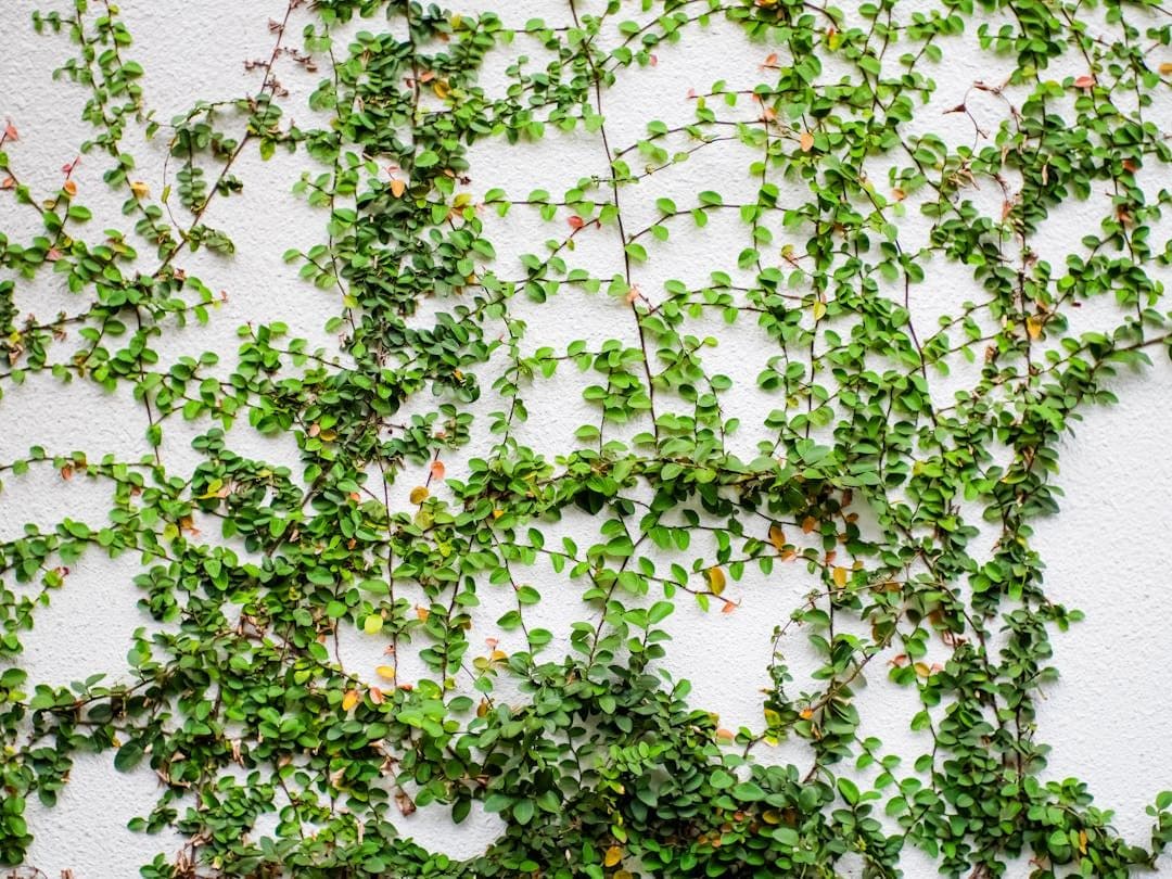 Vines Identifier