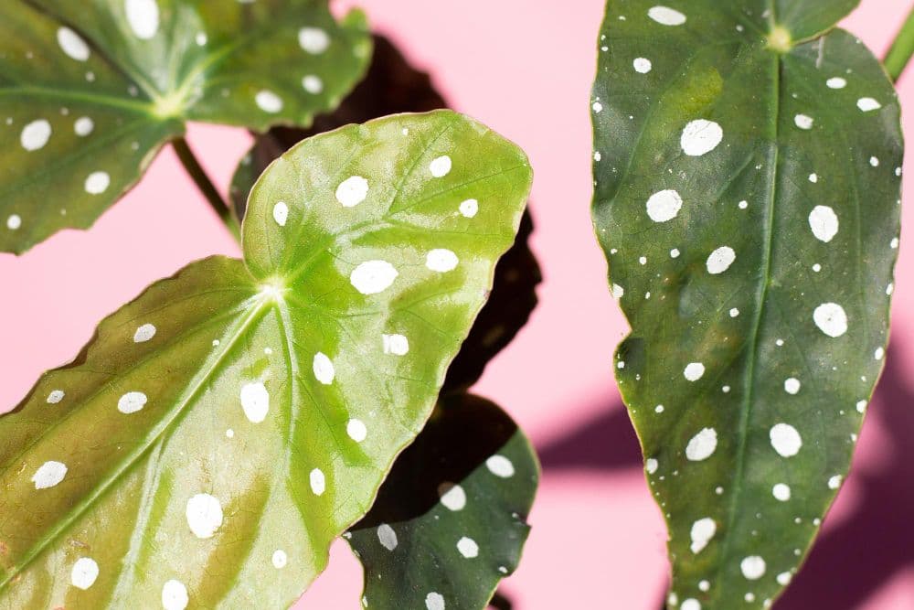 begonia leaves