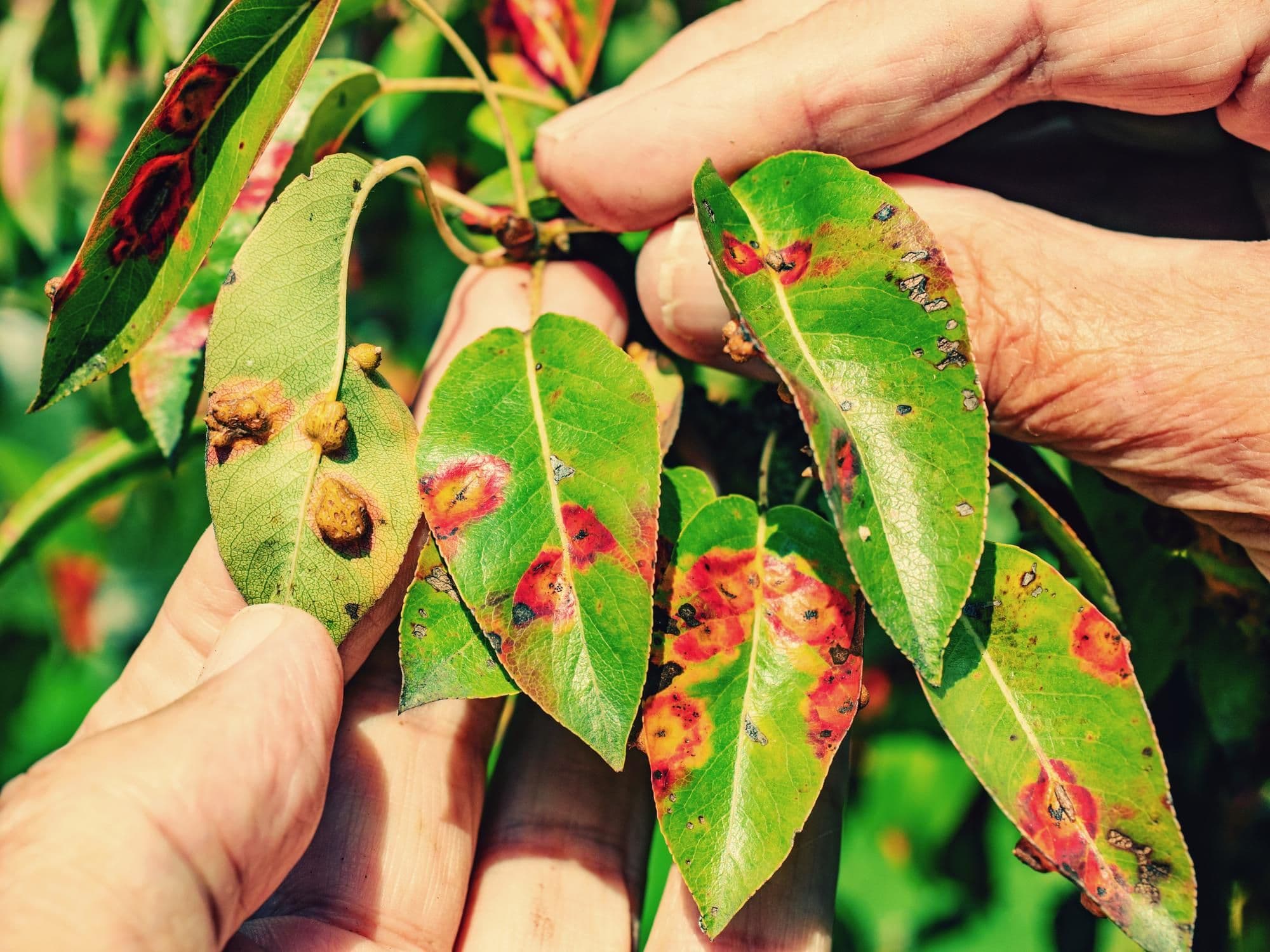 Most Common Plant Diseases in 2026: Insights from Botan User Diagnoses