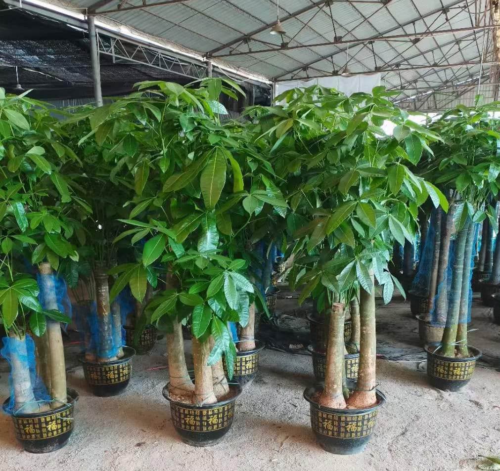 Money Tree