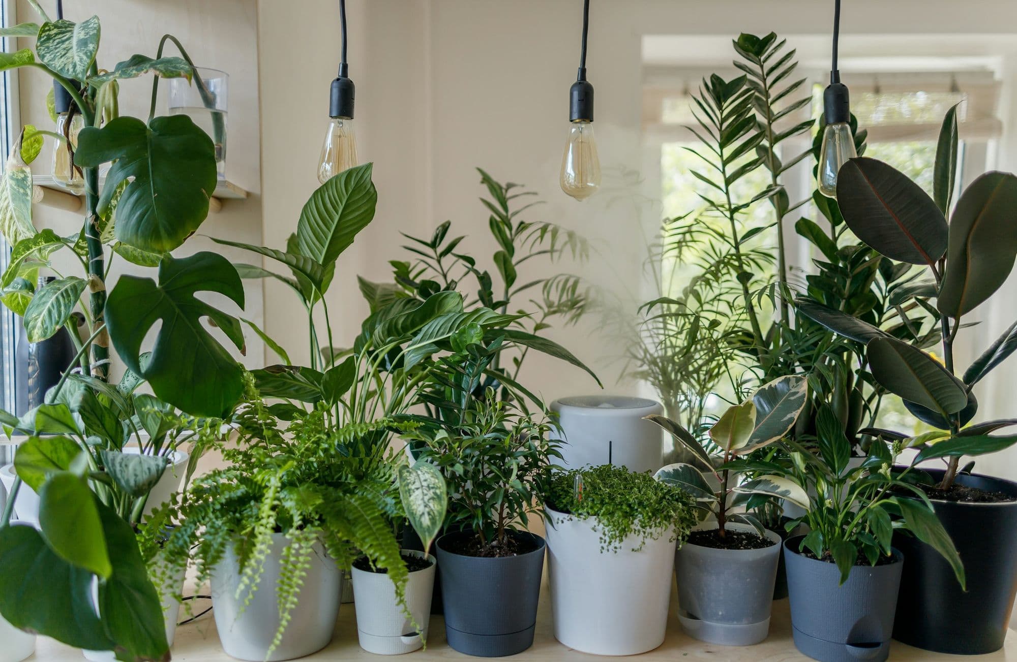 Top 15 Plants That Don’t Need Sunlight