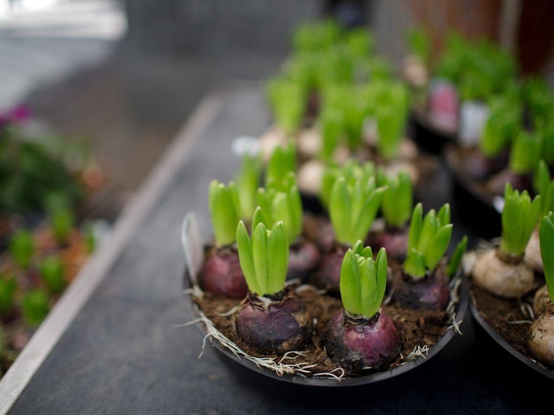 Bulbs Identifier