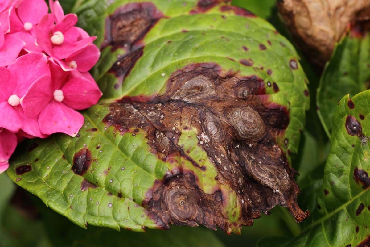 Hydrangea Black Leaves: The Warning Sign Your Shrub Is Sending