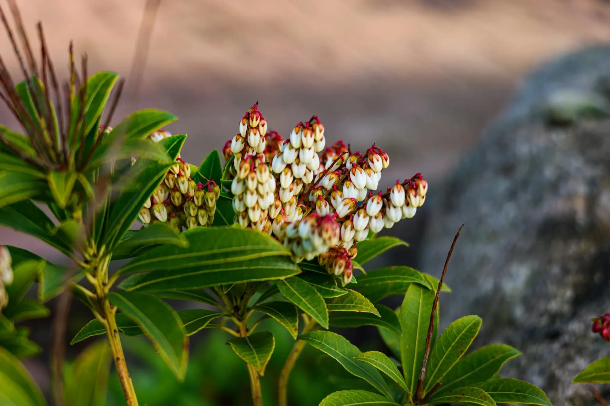 Pieris japonica