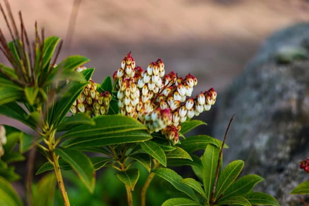 Japanese pieris