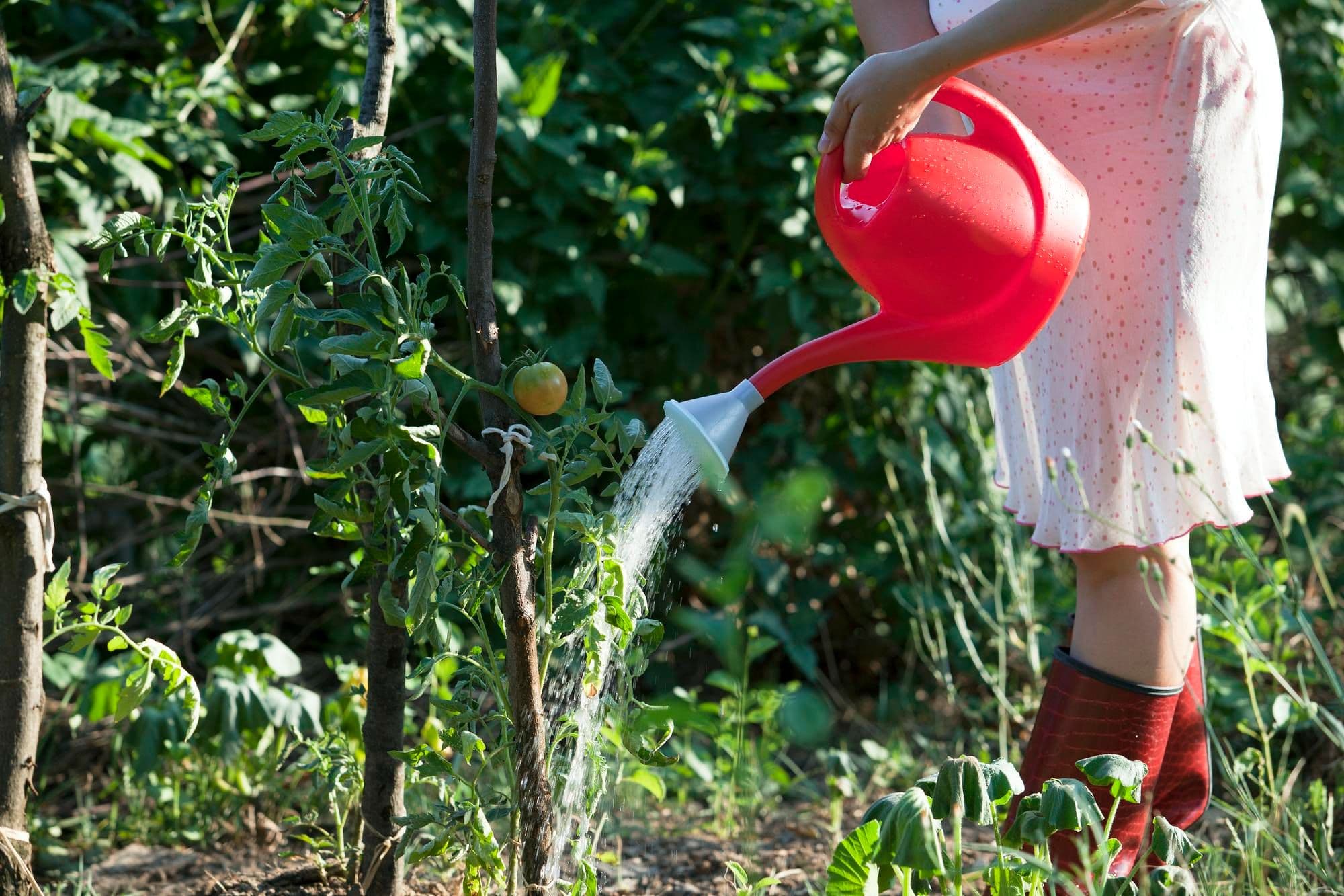 How Often to Water Fruit Trees