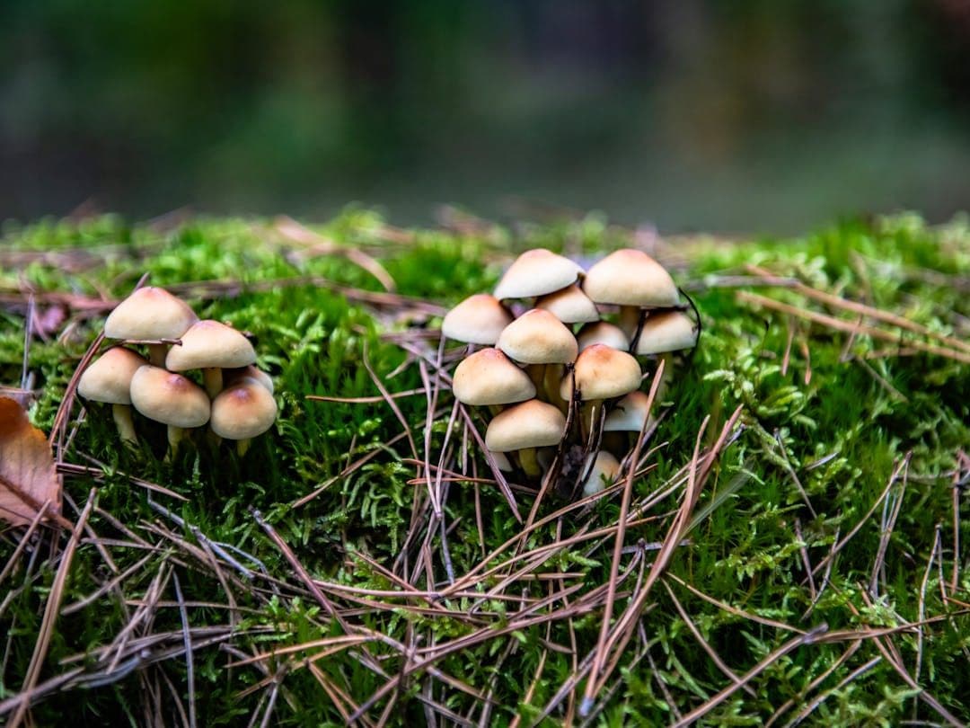 Mushrooms Identifier