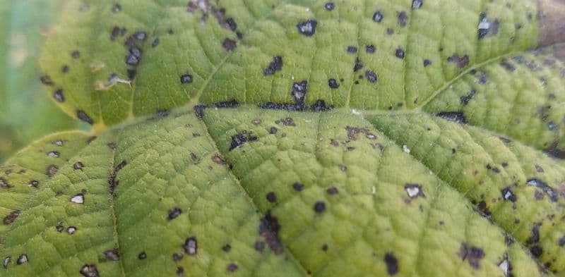 Hydrangea Black Leaves: The Warning Sign Your Shrub Is Sending