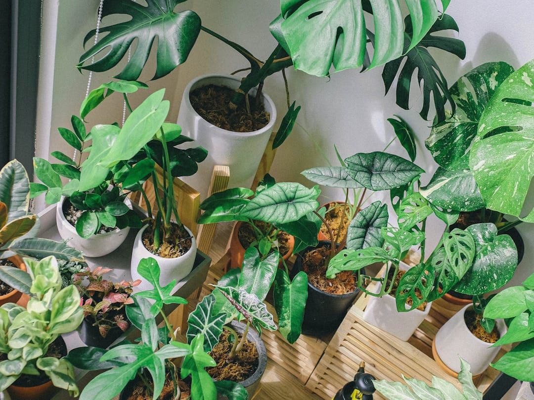 Houseplants Identifier