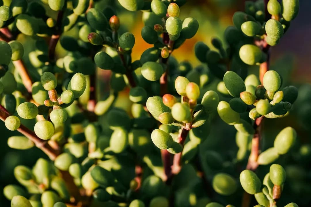 Portulacaria afra