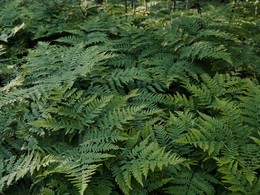 Ferns Identifier