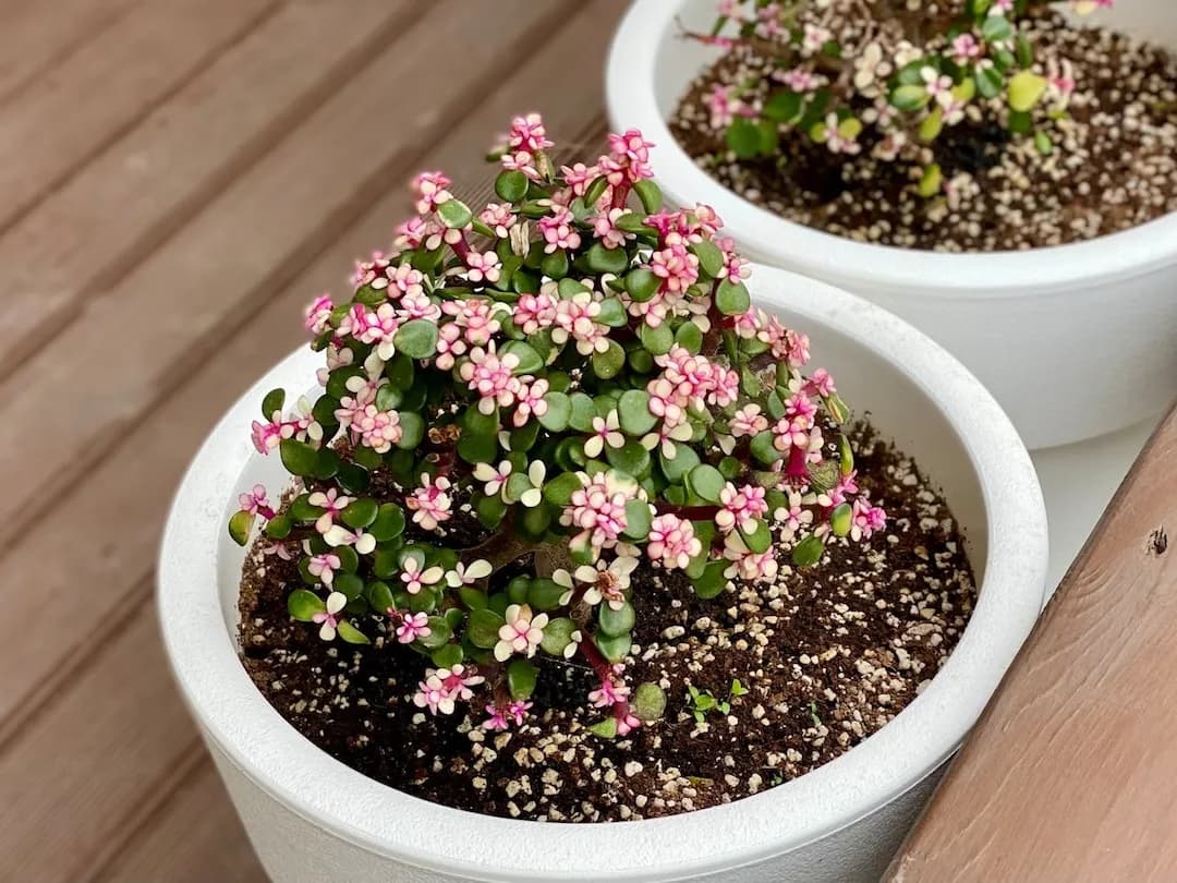 Portulacaria afra