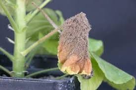 Botrytis Blight