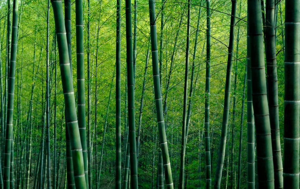 How Fast Does Bamboo Grow Per Day, Month, and Year