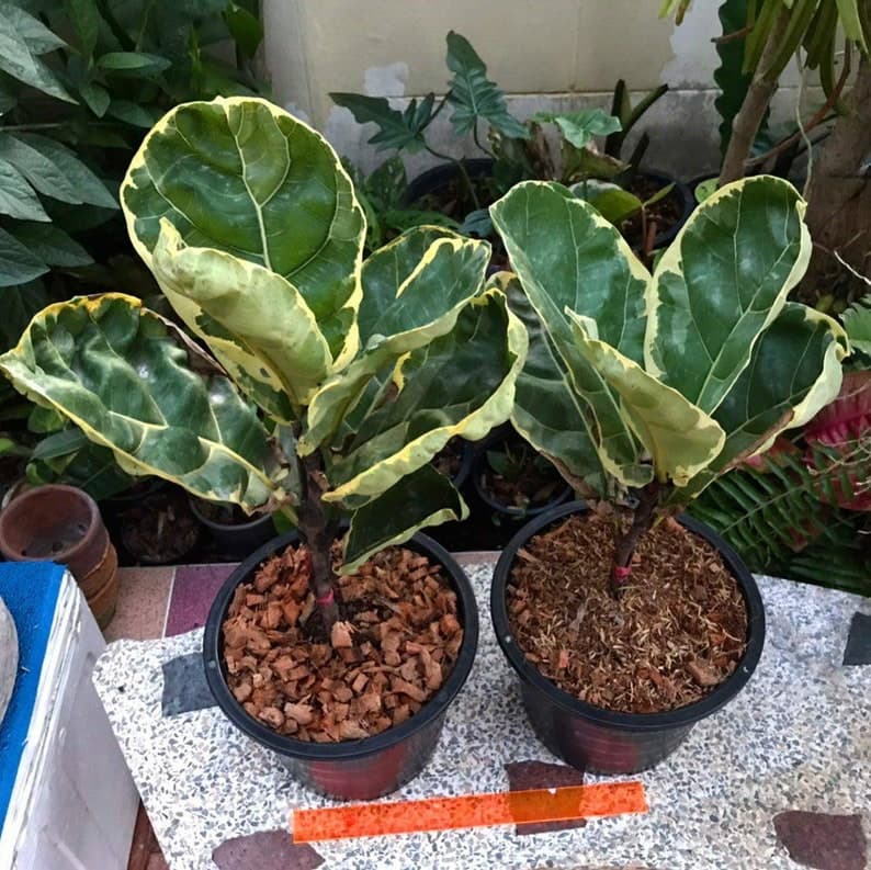 Ficus lyrata in the soil