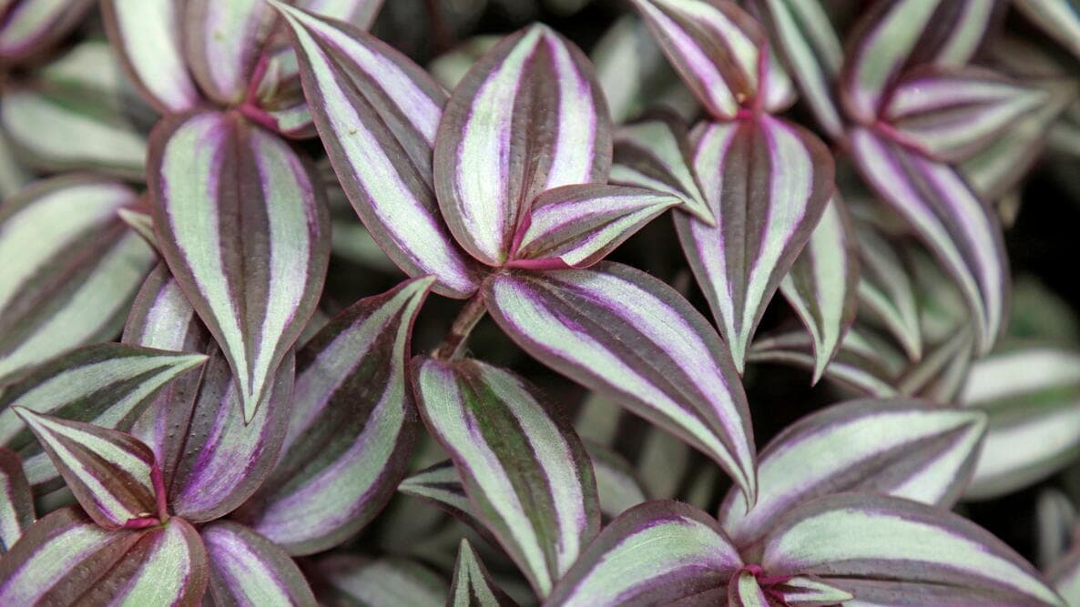 Jew plant