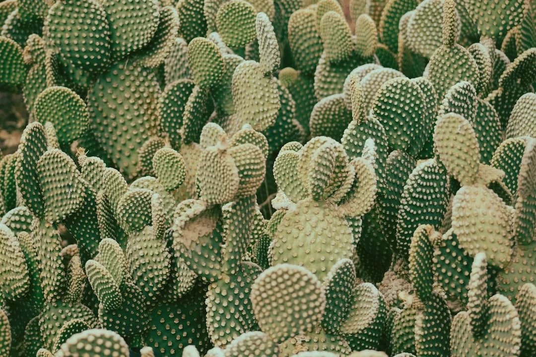 Cacti Identifier