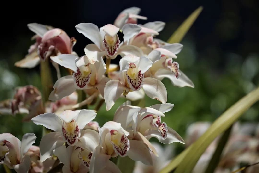 Cymbidium ensifolium