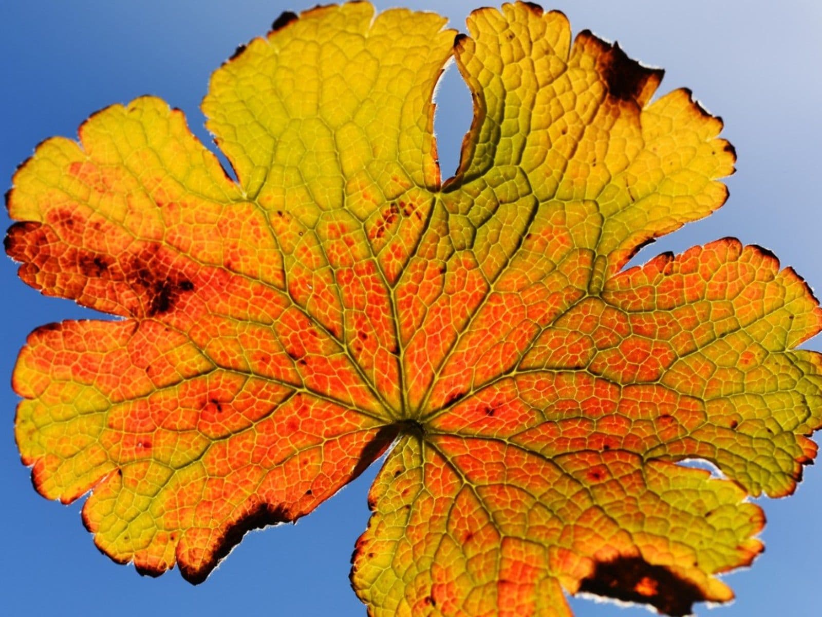 5 Hidden Reasons Geranium Leaves Are Turning Yellow