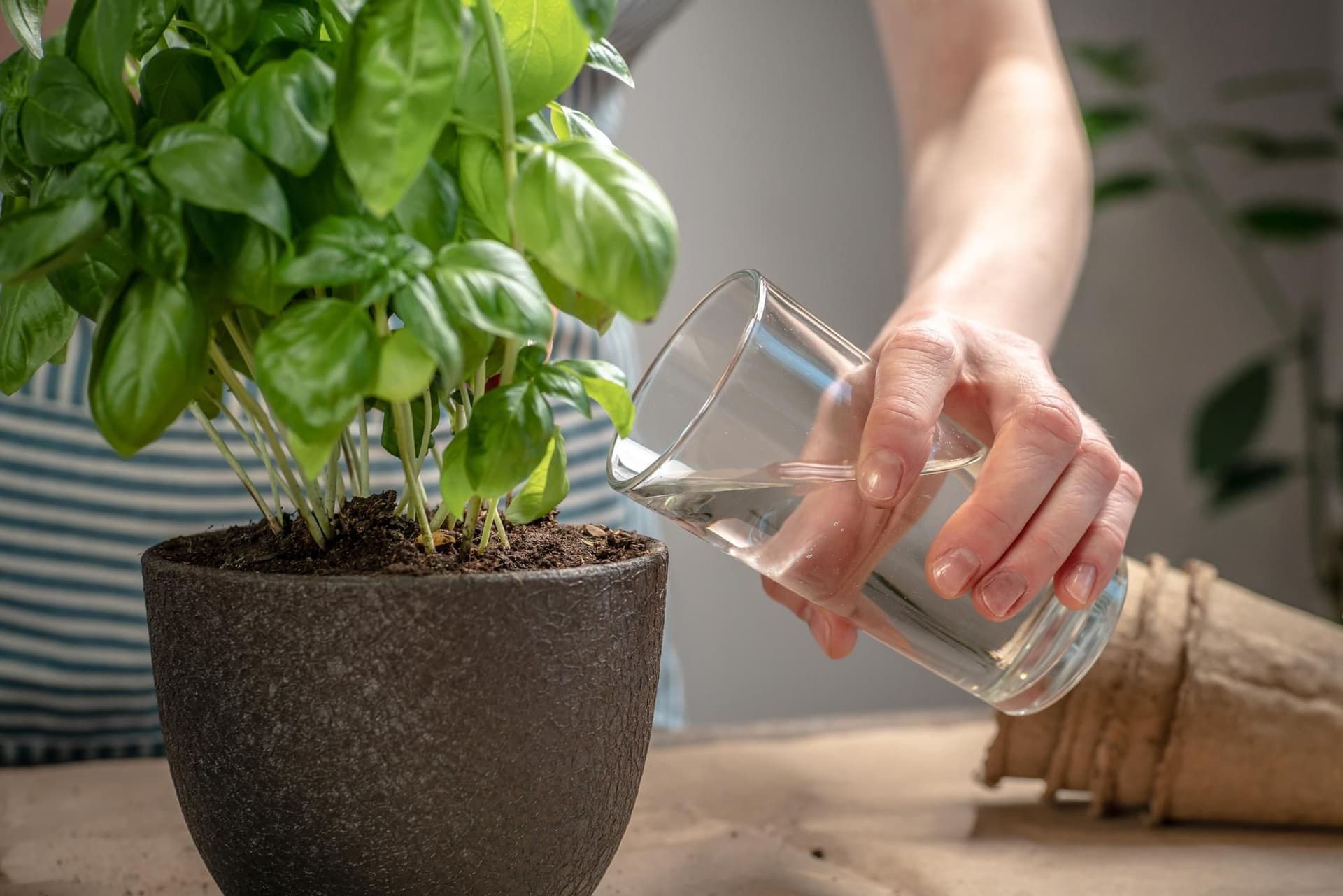 Is Sugar Water Good for Plants?