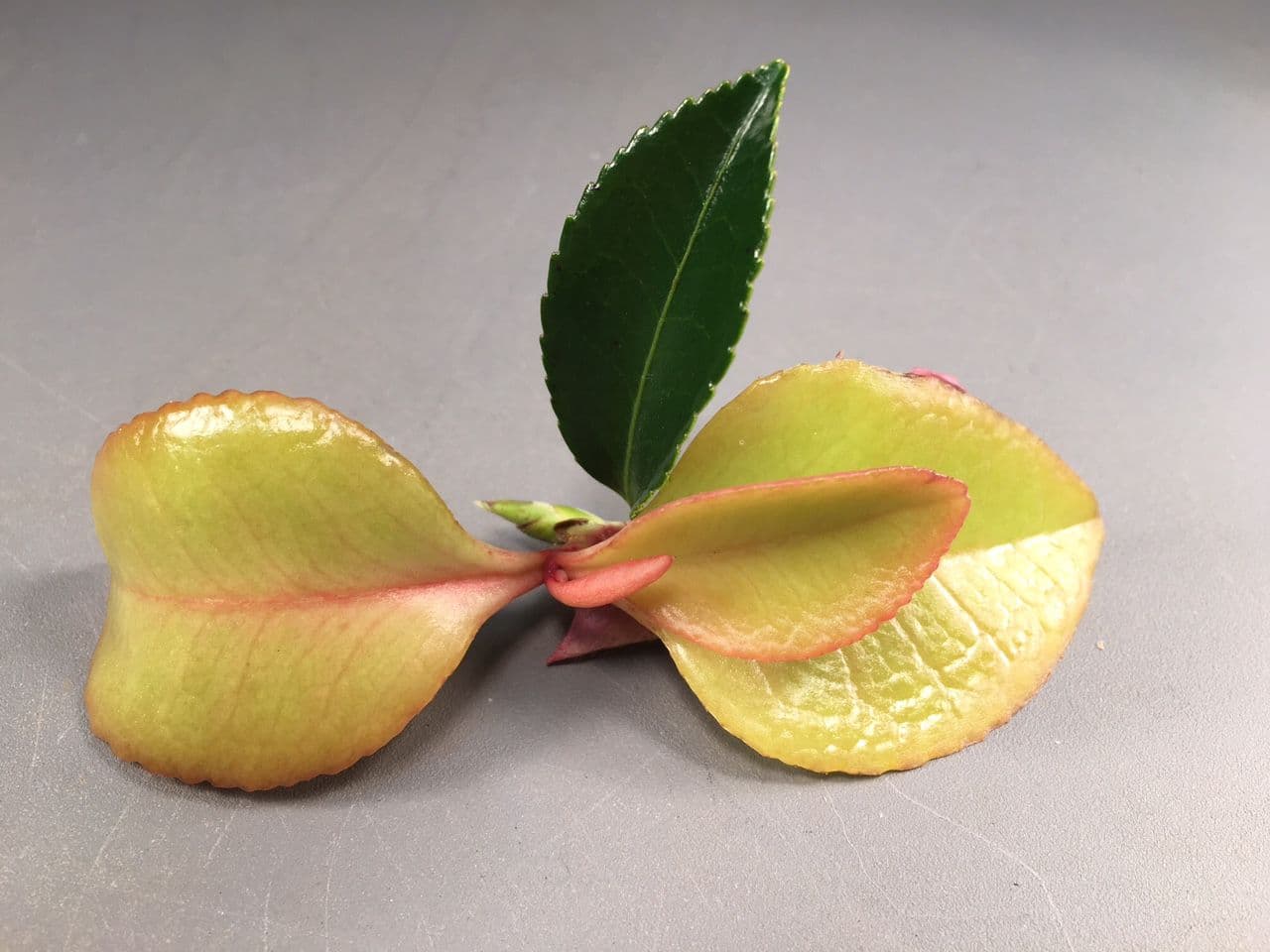 Camellia Leaves Turning Yellow: Diagnosis Guide