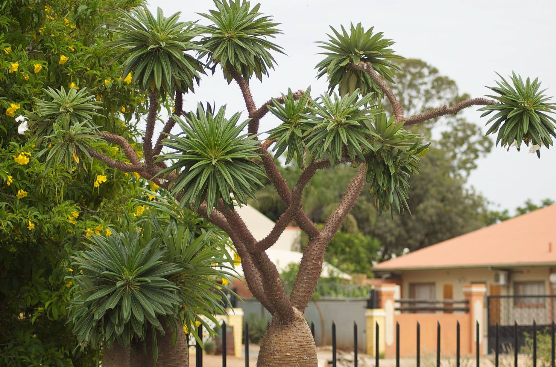 Madagascar palm (Pachypodium lamerei) plant