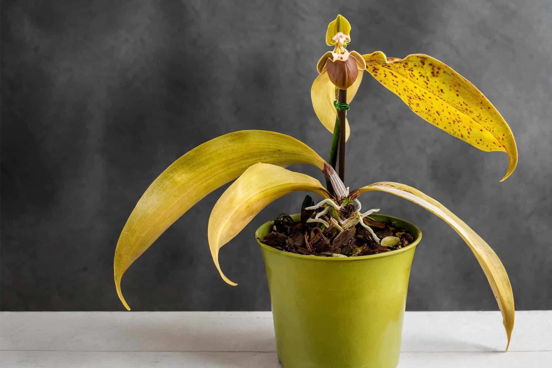 Orchid Yellow Leaves: How to Tell If It’s Normal or a Warning Sign