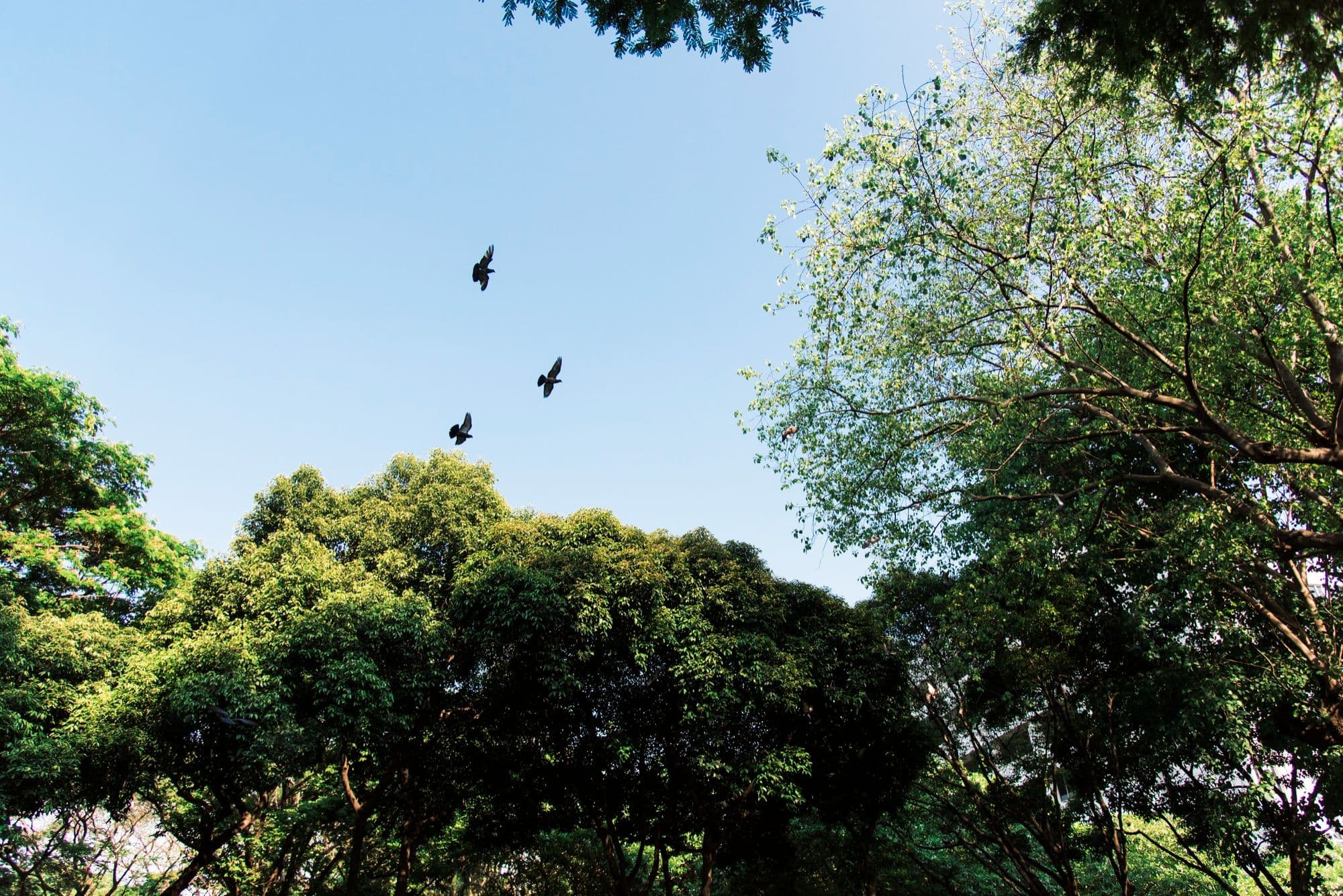 More Trees Don’t Mean More Birds: New Research Challenges Assumptions