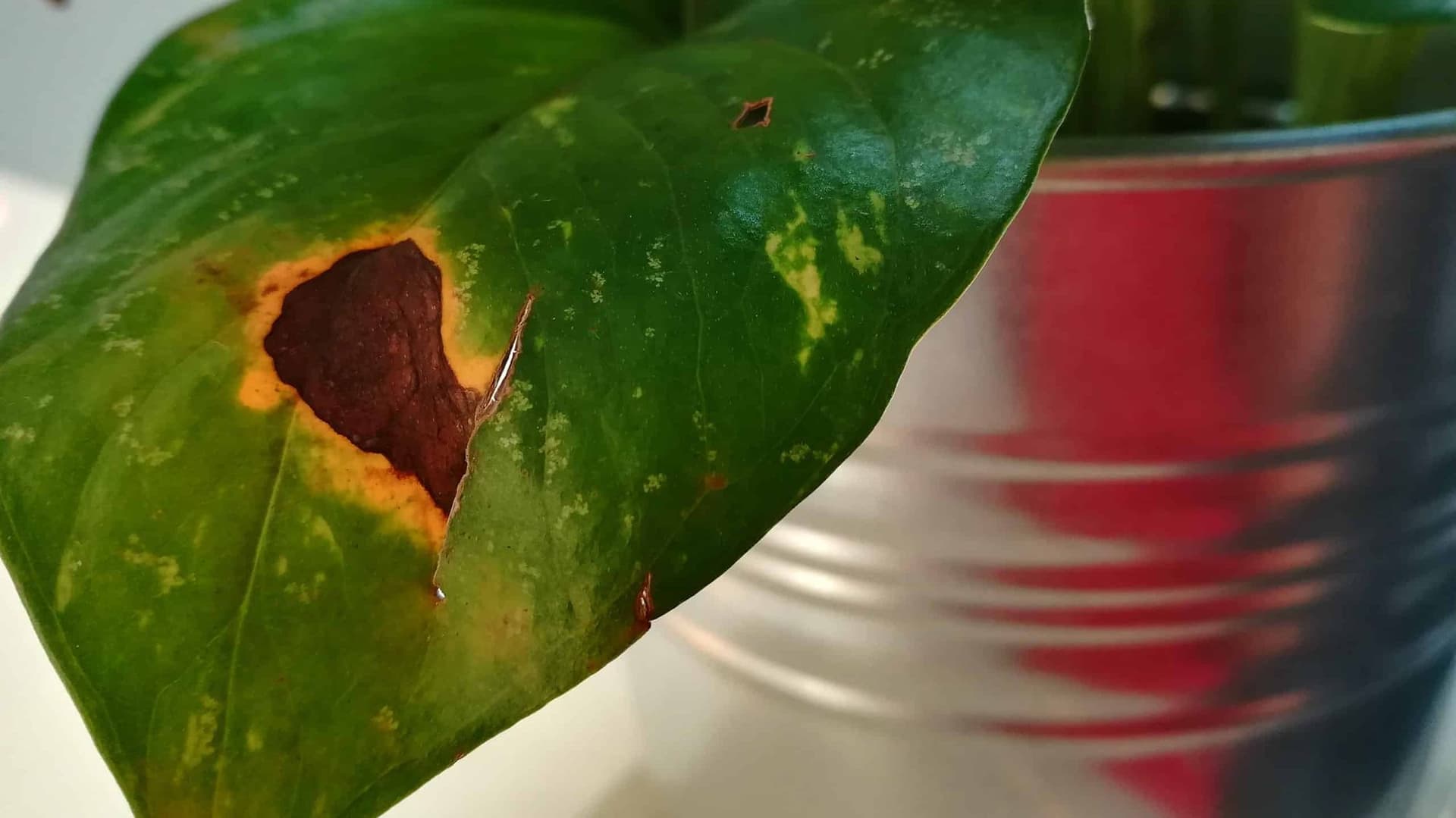 How to Fix Brown Spots on Pothos Leaves Before They Spread