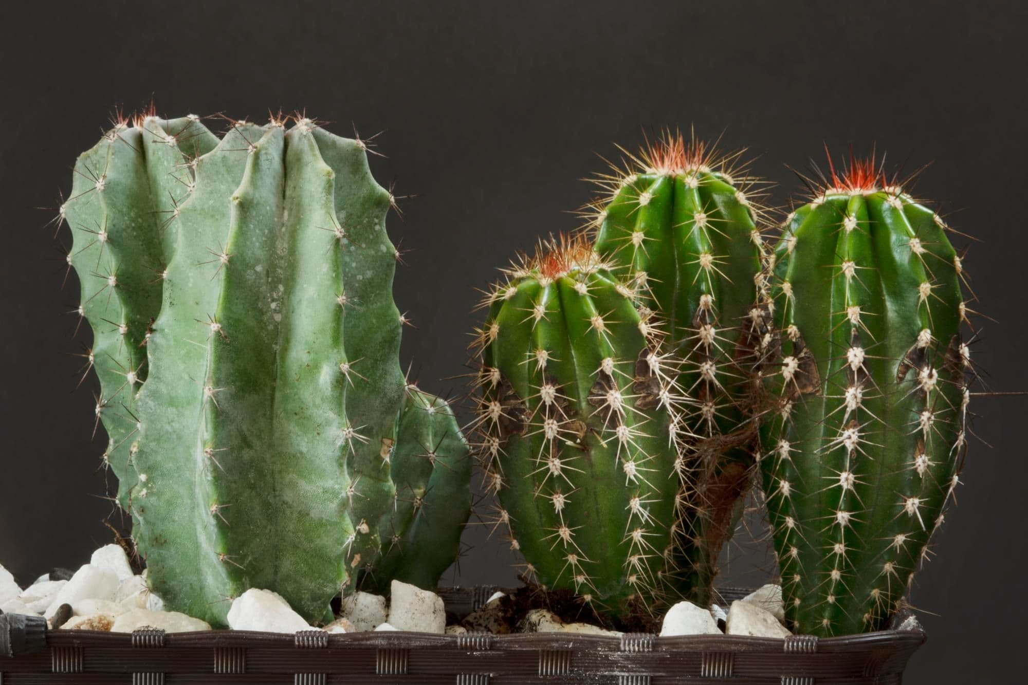 Cacti Could Help Solve a Long-Standing Evolutionary Mystery