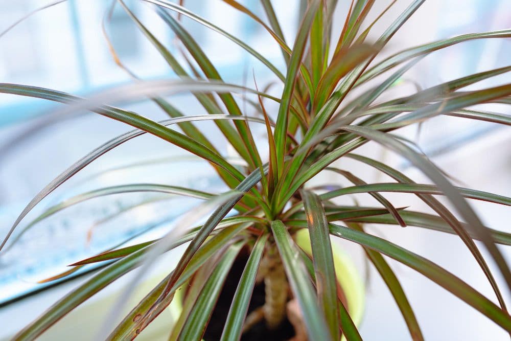 Dracaena plant