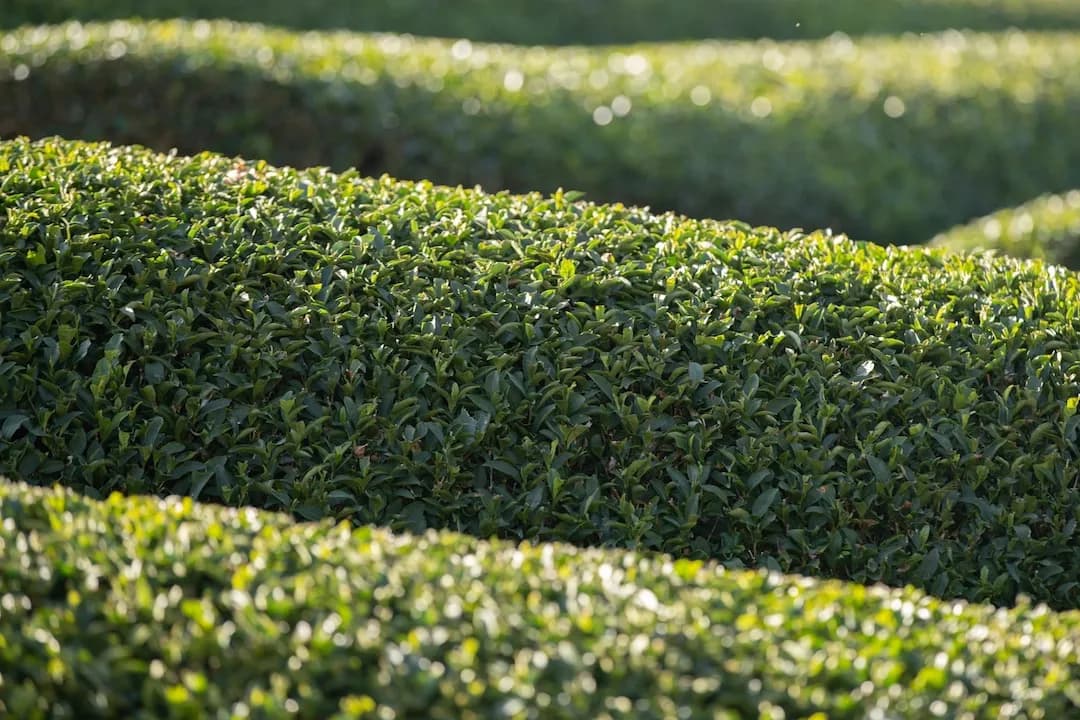 Shrubs Identifier